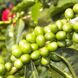 Cameroon Coffee Bag (250g) - notes of pecan and spice